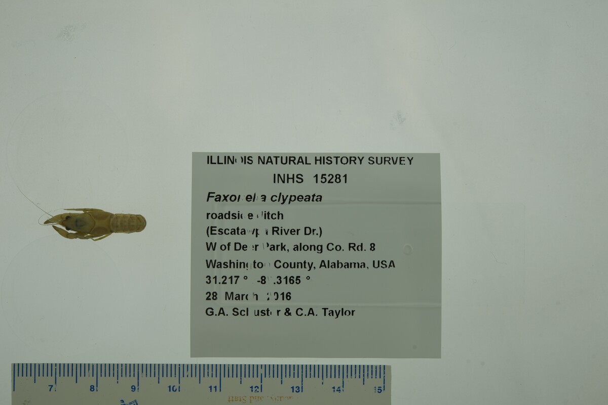 Faxonella image